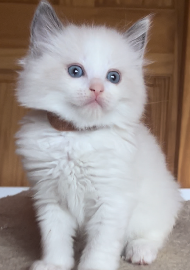 Male blue bicolor available