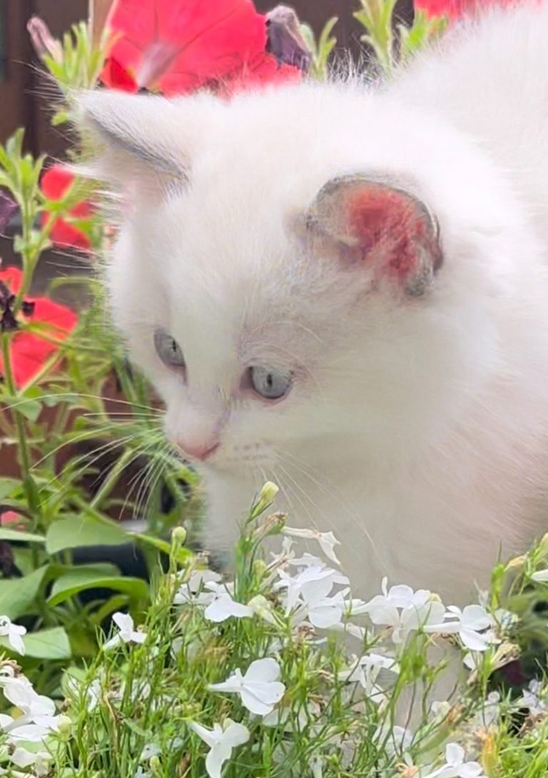 Male blue bicolor available