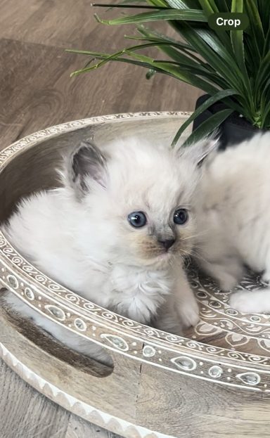 Blue bicolor and blue mitted male kittens available:))